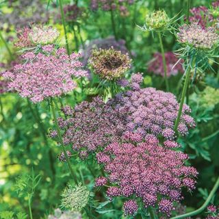 Flowering Carrot (Daucus carota)