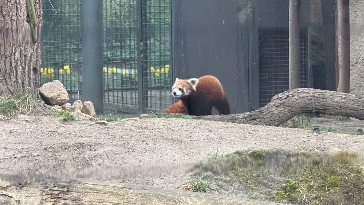 A selection of photos of animals taken at Berlin Zoo on the iPhone 16 Pro Max and Samsung Galaxy S25 Ultra