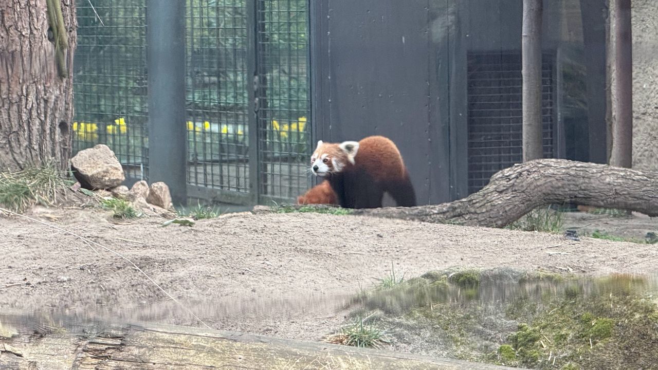 A selection of photos of animals taken at Berlin Zoo on the iPhone 16 Pro Max and Samsung Galaxy S25 Ultra