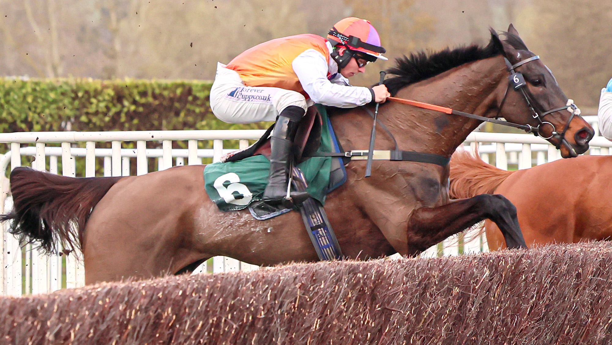 Haiti Couleurs in action at Cheltenham