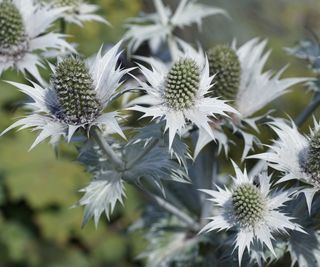 ERYNGIUM GIGANTEUM 'Silver Ghost', flowering thistles