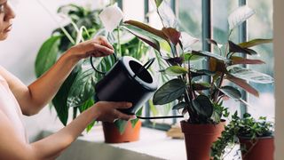 Low maintenance house plants: Woman watering a peace lily