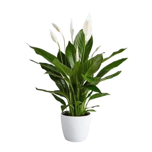 Large Spathiphyllum &#039;alana&#039; - Peace Lily in White Display Pot