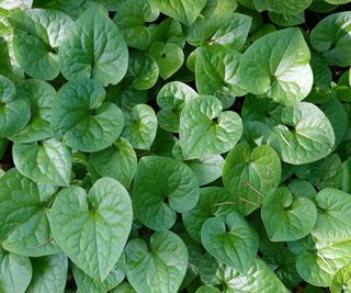 wild ginger leaves growing in sunshine