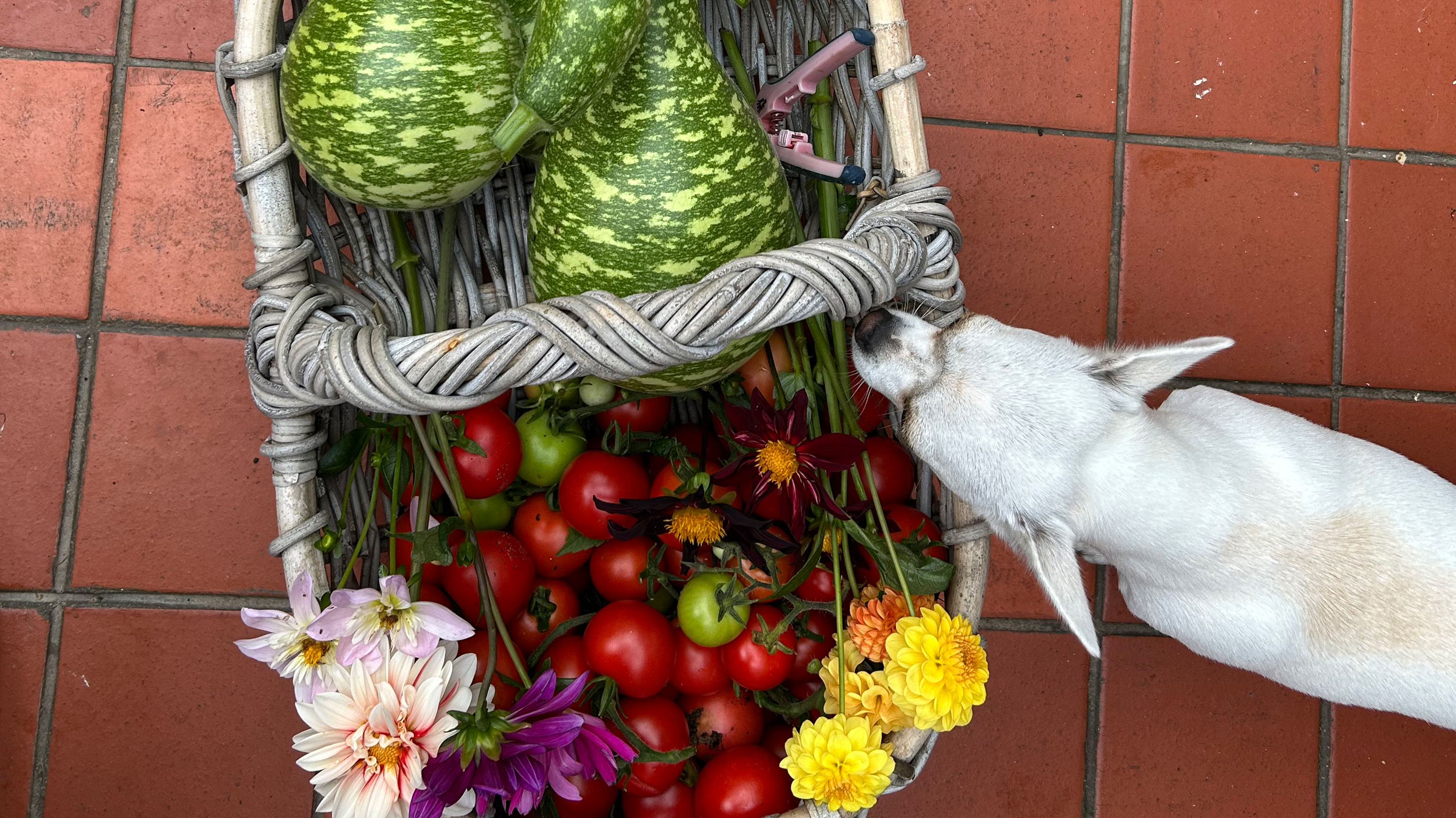 Dog on terracotta tiled floor investigating trug full of fruits, vegetables and flowers