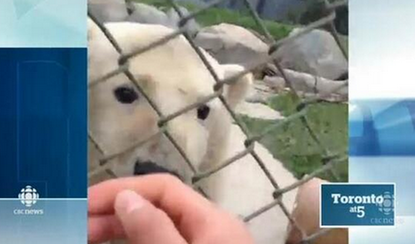 Trespassing teens hop fence to take polar bear selfies, enrage Toronto Zoo