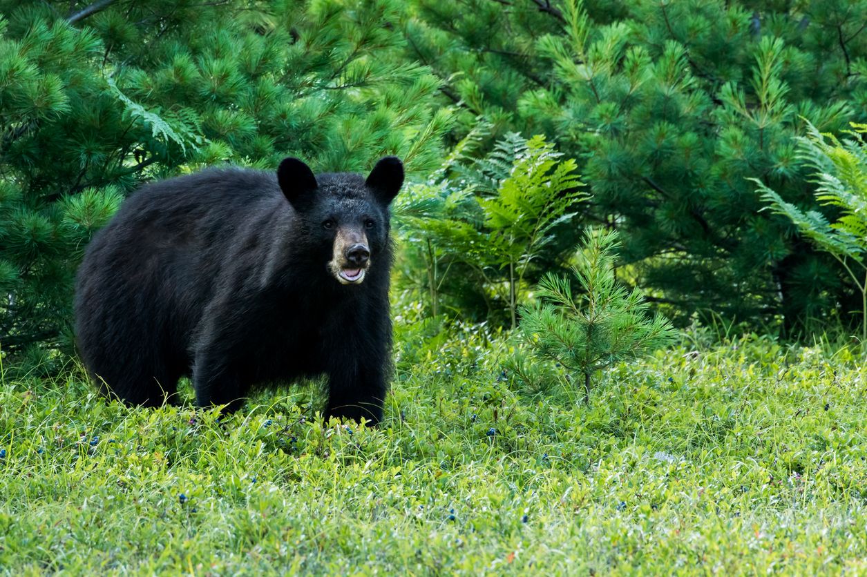 A black bear.