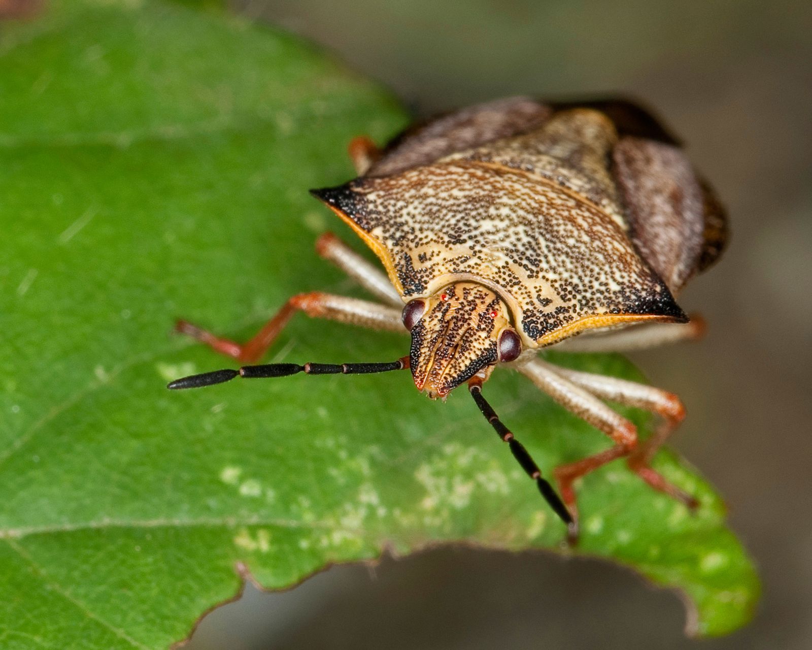 The US is in the grip of a stink bug infestation | Gardeningetc