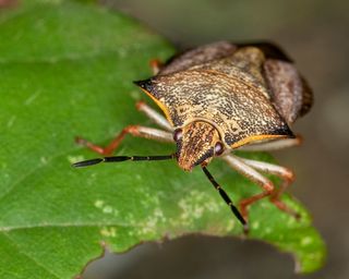 Mediterranean stink bug, Red shield bug, Skull shield-bug