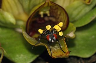 The orchid lures the flies into its carrion-scented boosom so the fly can pick up pollen and deposit it on other flowers.