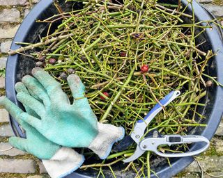 Bucket full of clipped rose stems