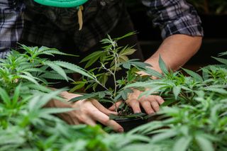 A farmer planting his marijuana crop.