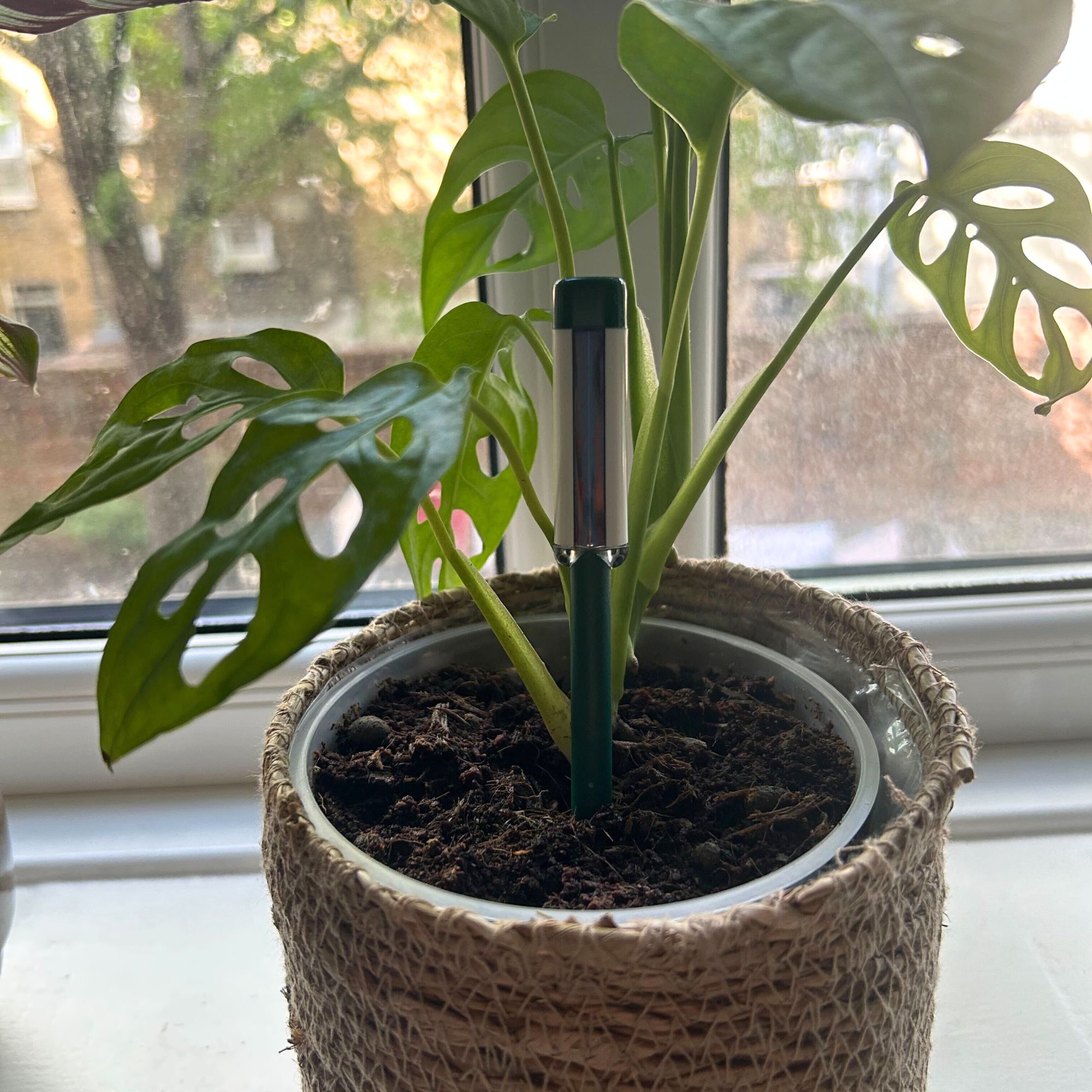 Westland Watering Indicator in plant pot with monstera houseplant on windowsill