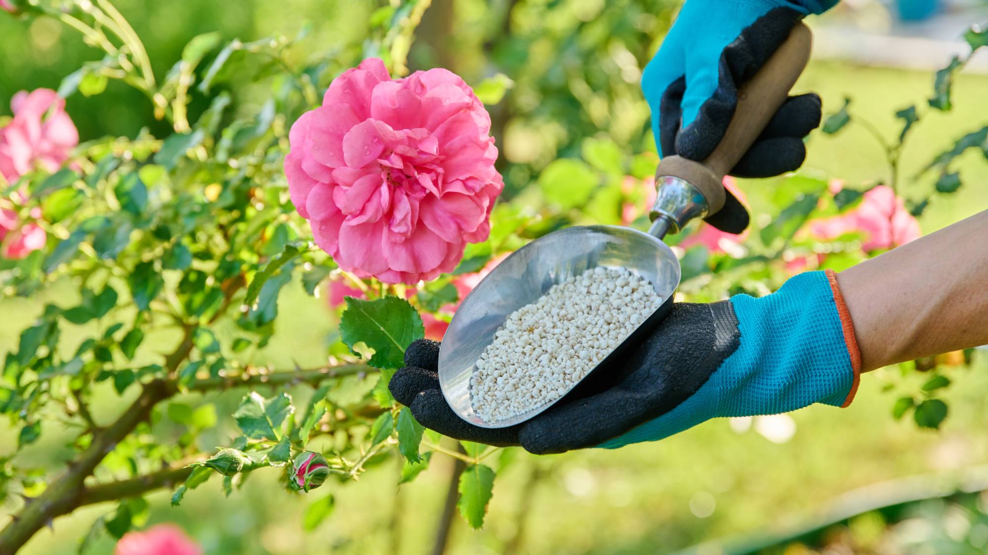 Gloved hands holding a trowel of granular fertilizer next to a pink rose