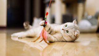 Gray-white tabby cat plays with a cat feather toy