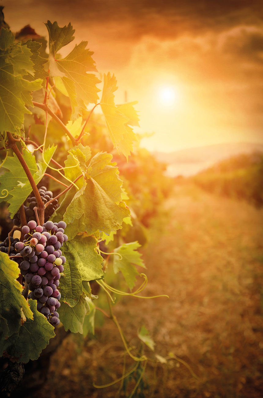 Castilla y Leon vines