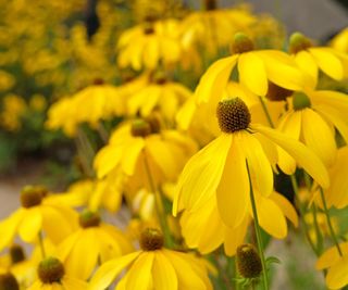 Rudbeckia 'Herbstonne' with yellow blooms