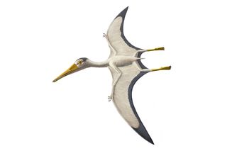 This pterosaur species lived 160–150 million years ago in an archipelago in what is now southern Germany.