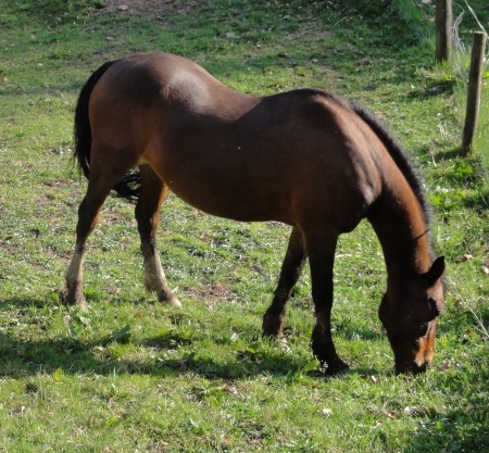 Finally horses are out without rugs on
