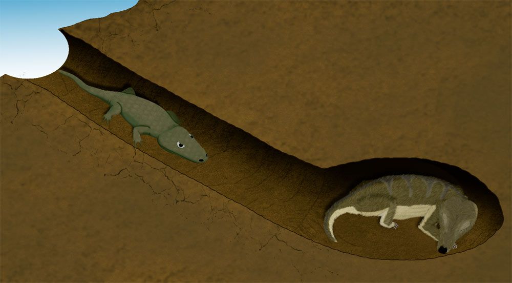 illustration of mammal and amphbian in burrow 250 million years ago