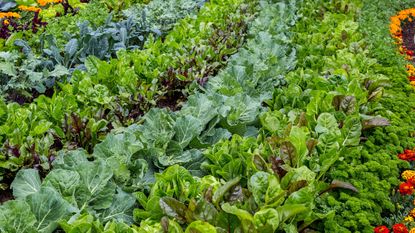 A vegetable garden growing beets and kale