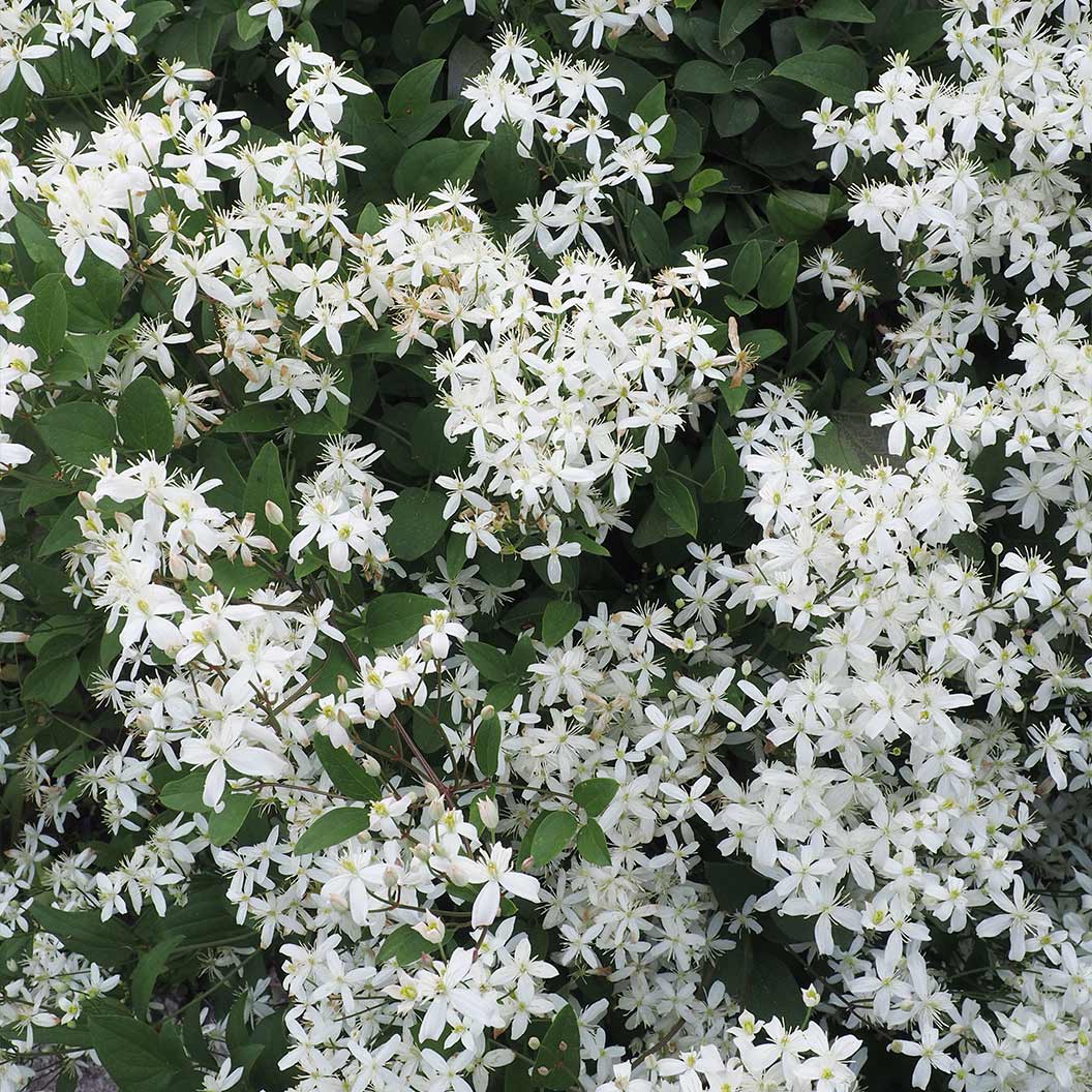 Sweet Autumn Clematis Vine