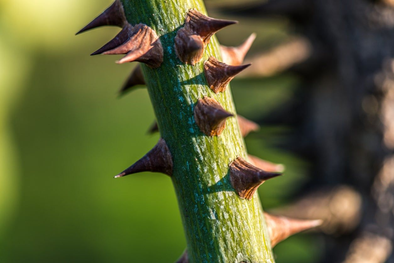 plant protection