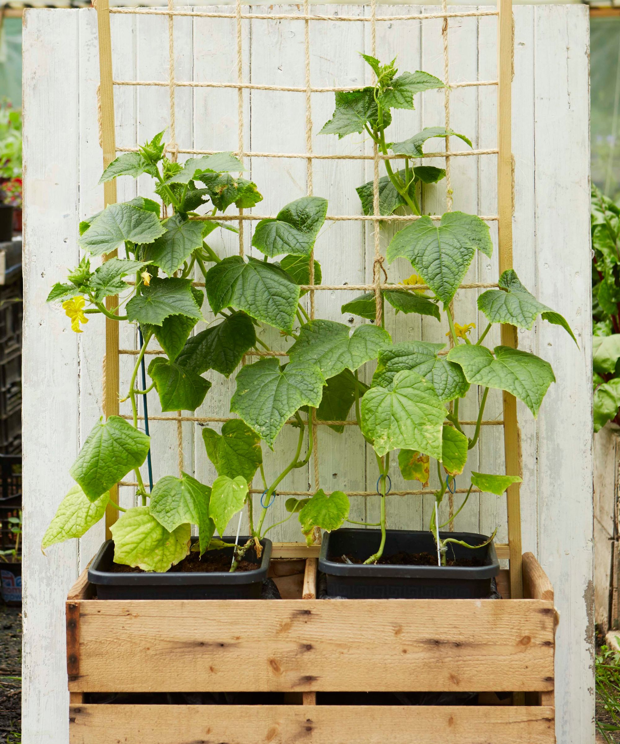 Wood planter box with vegetables growing on a trellis