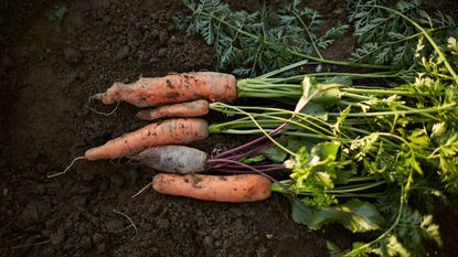 Carrot covered in soil in the garden