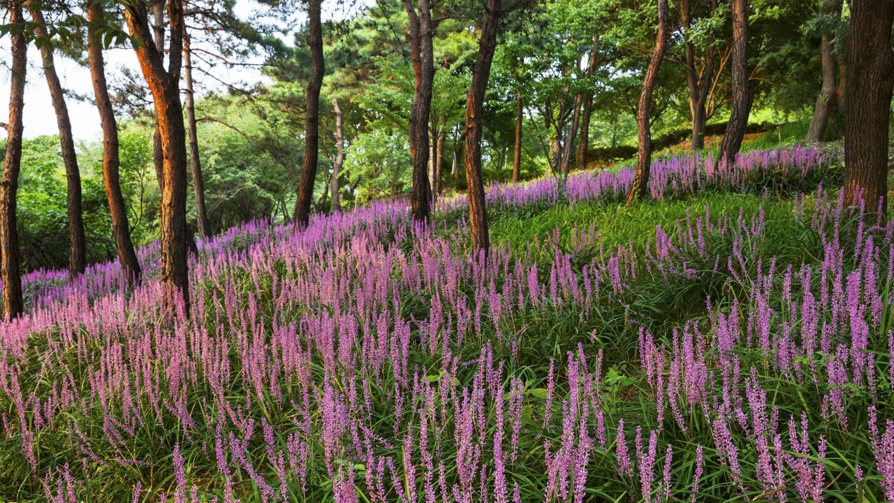 Pink and purple flowers of monkey grass plants in a woodland 