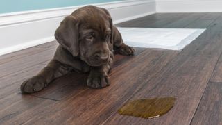 Chocolate lab puppy looking at puddle of pee