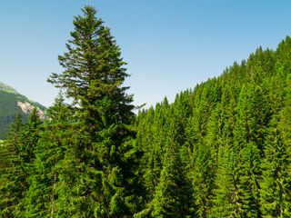 A hillside covered in coniferous trees