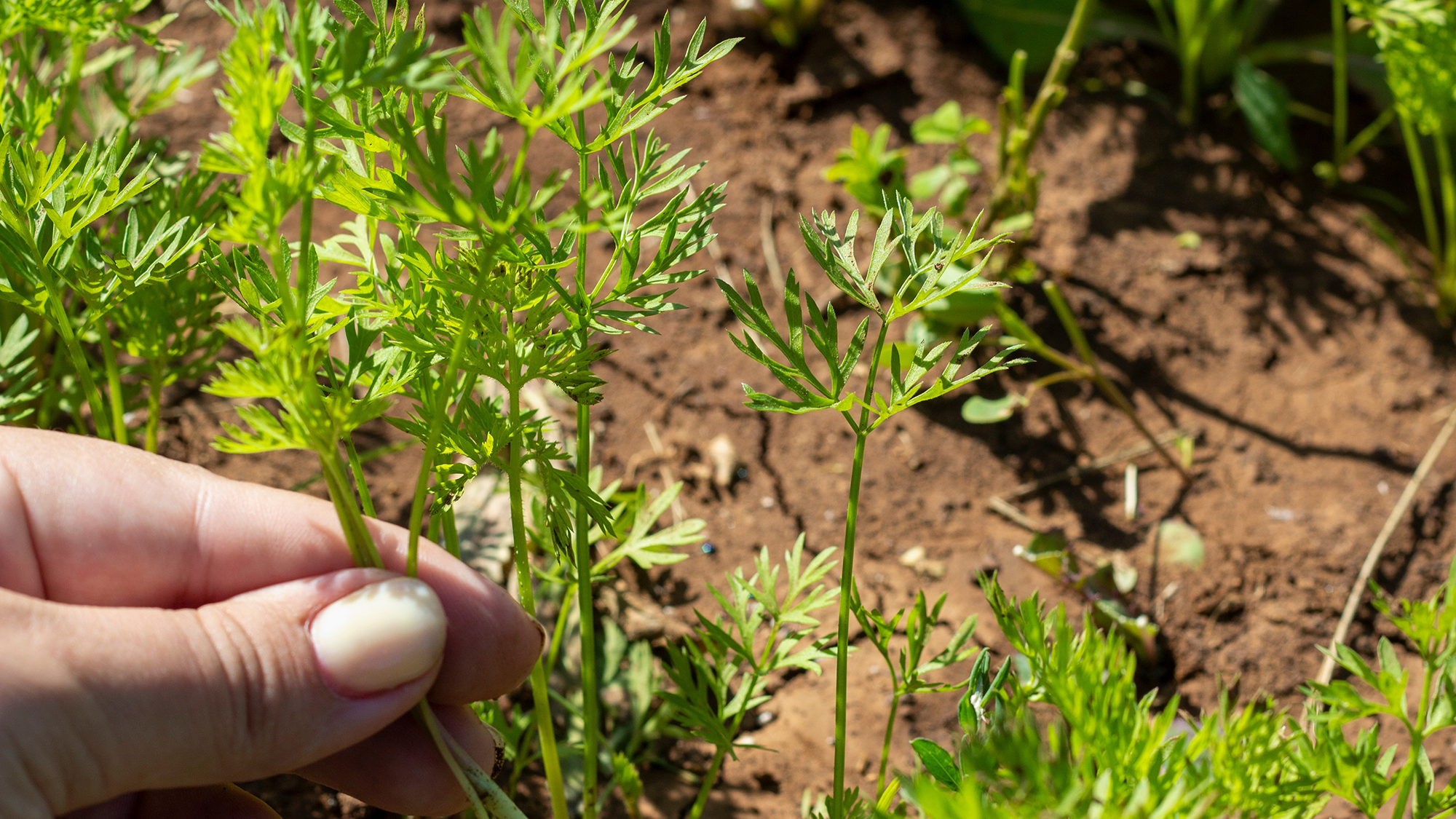Woman thinning carrot seedlings