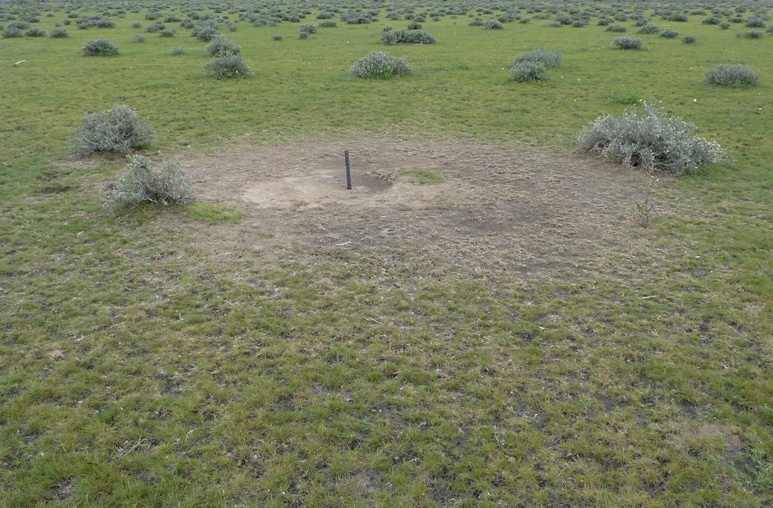 A zebra anthrax carcass site after scavengers consumed the carcass and dispersed the remains.