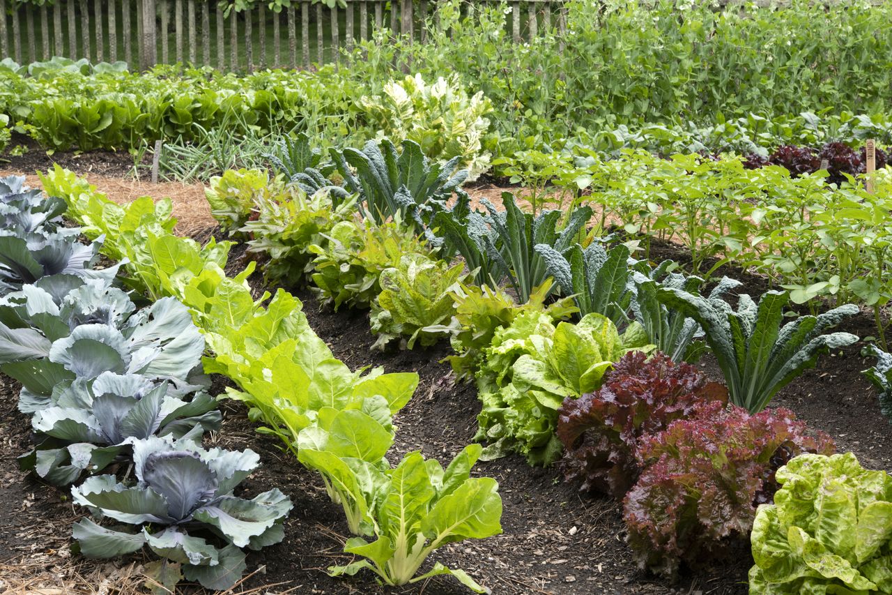 A large, vegetable garden in the backyard