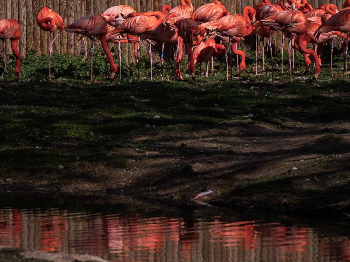 Flamingos at Slimbridge Wetland Centre