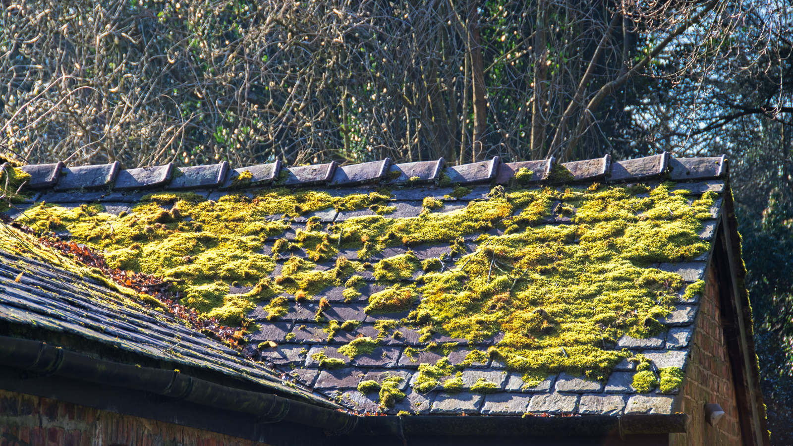 Moss on roof