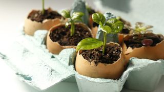 eggshells as seedling starters in a egg carton