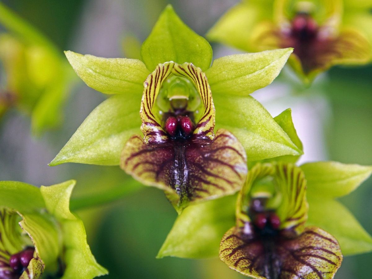 庭に植える不気味な植物 - 見た目が怖い植物を育てる