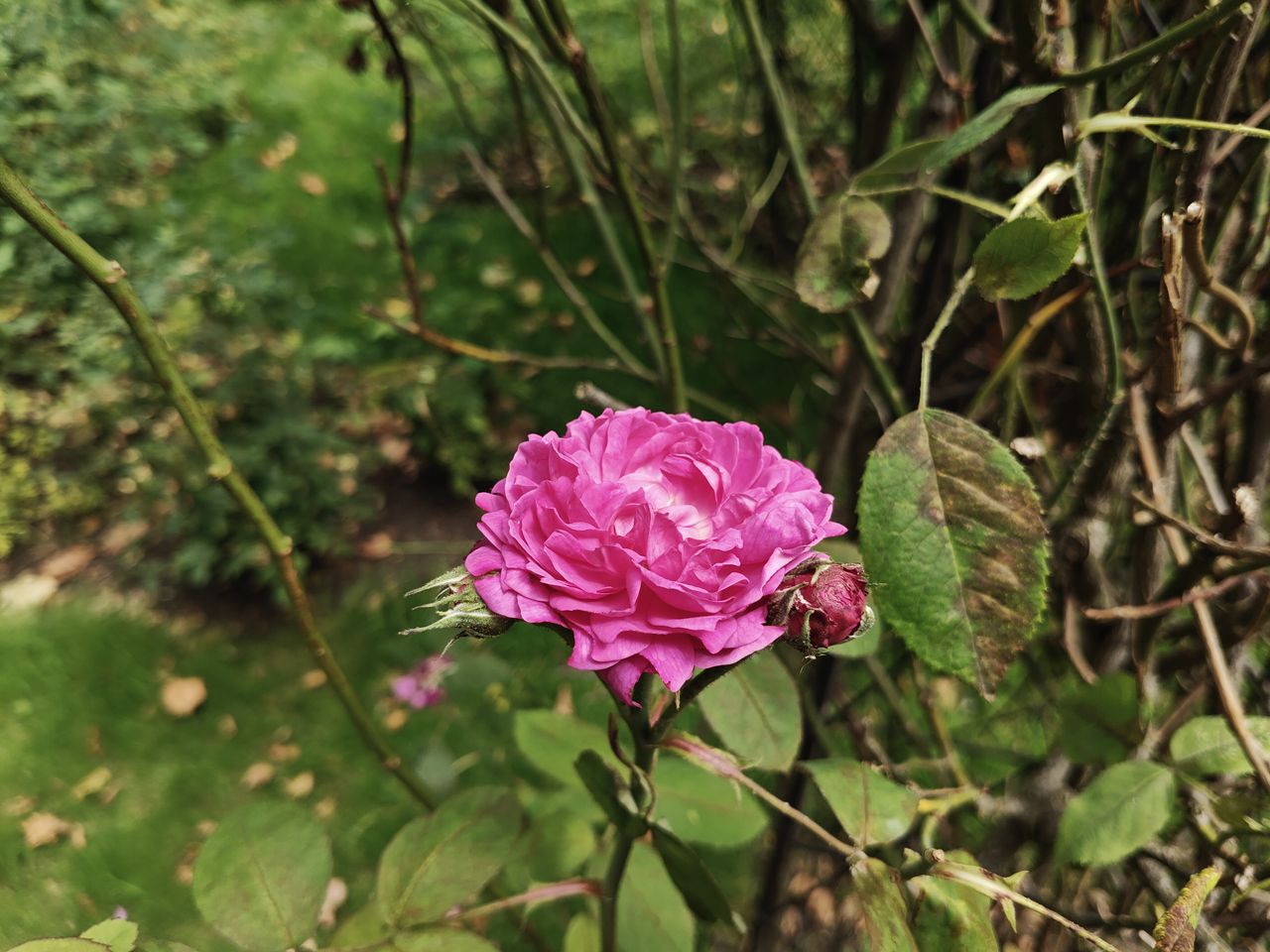 OnePlus Nord 4 camera sample