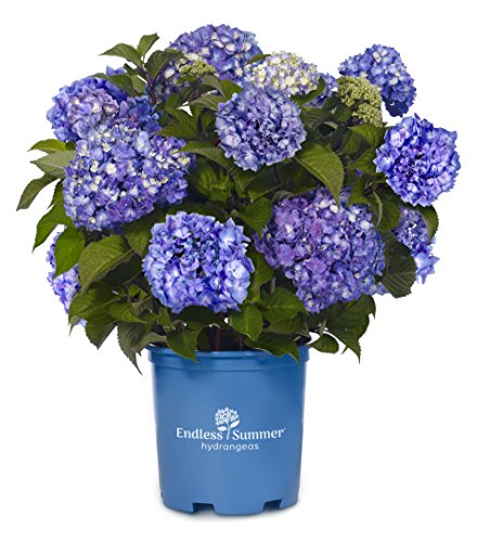 Endless Summer Collection - Hydrangea Mac. Endless Summer Bloomstruck (reblooming Hydrangea) Shrub, Rb Purple, #2 - Size Container