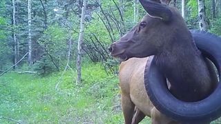 A trail camera picture of the elk from July 12, 2020