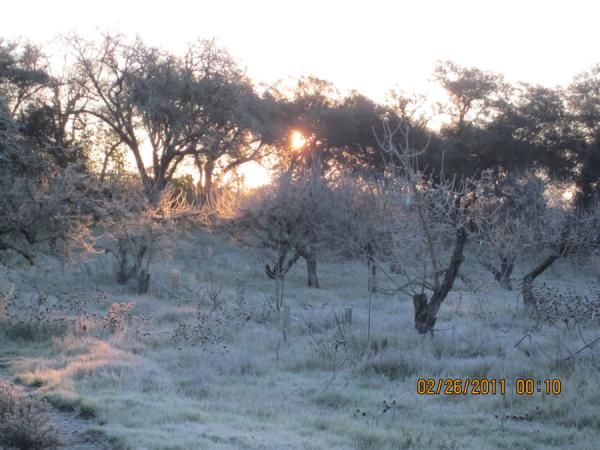 Frosty California mornings