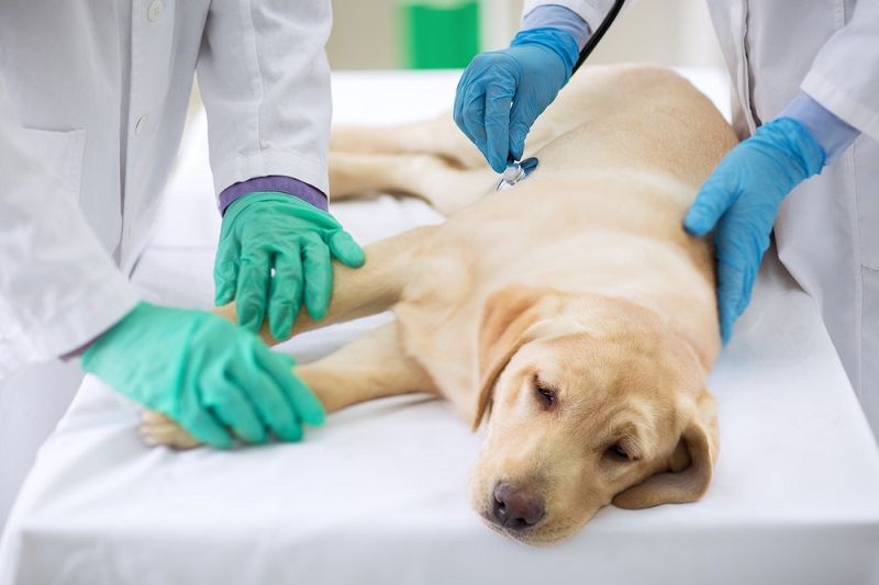 A sick dog at the vet.