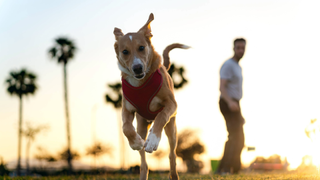 Dog running away with a man standing behind and the silhouette of palm trees