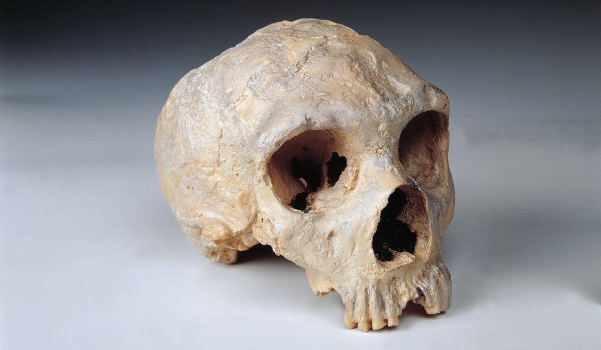 A neanderthal skull