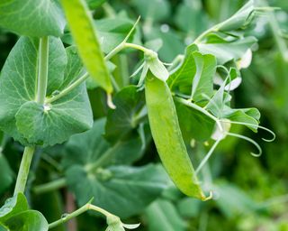 Pea 'Douce Provence' growing in the garden