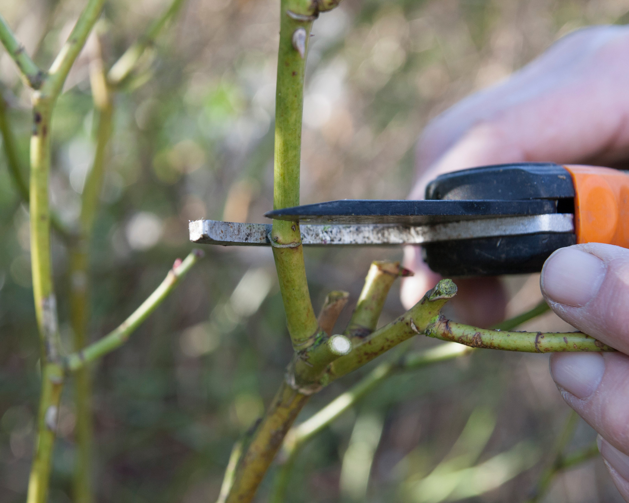 pruning a rose in early spring
