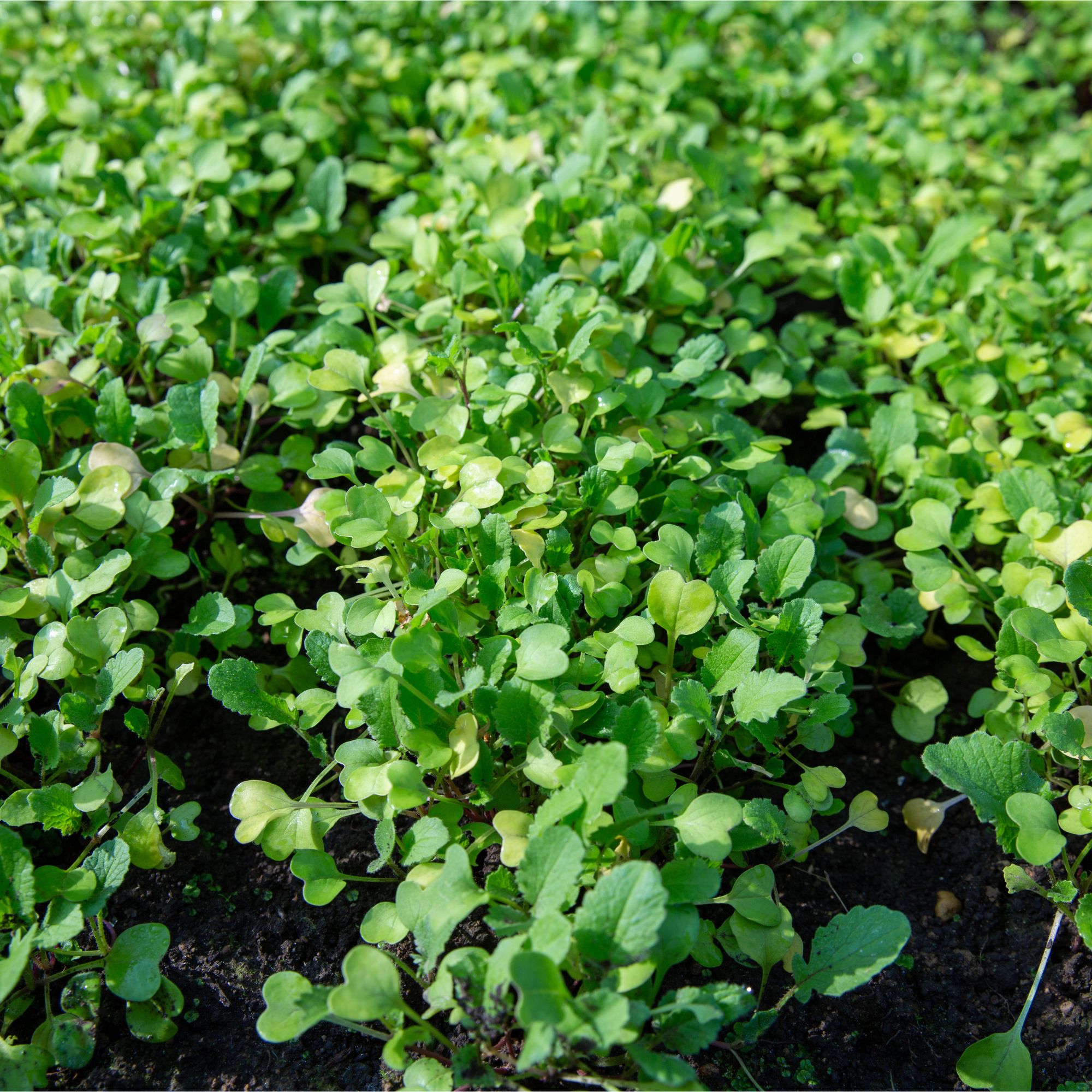 Fodder radish sprouts growing as green manure in garden