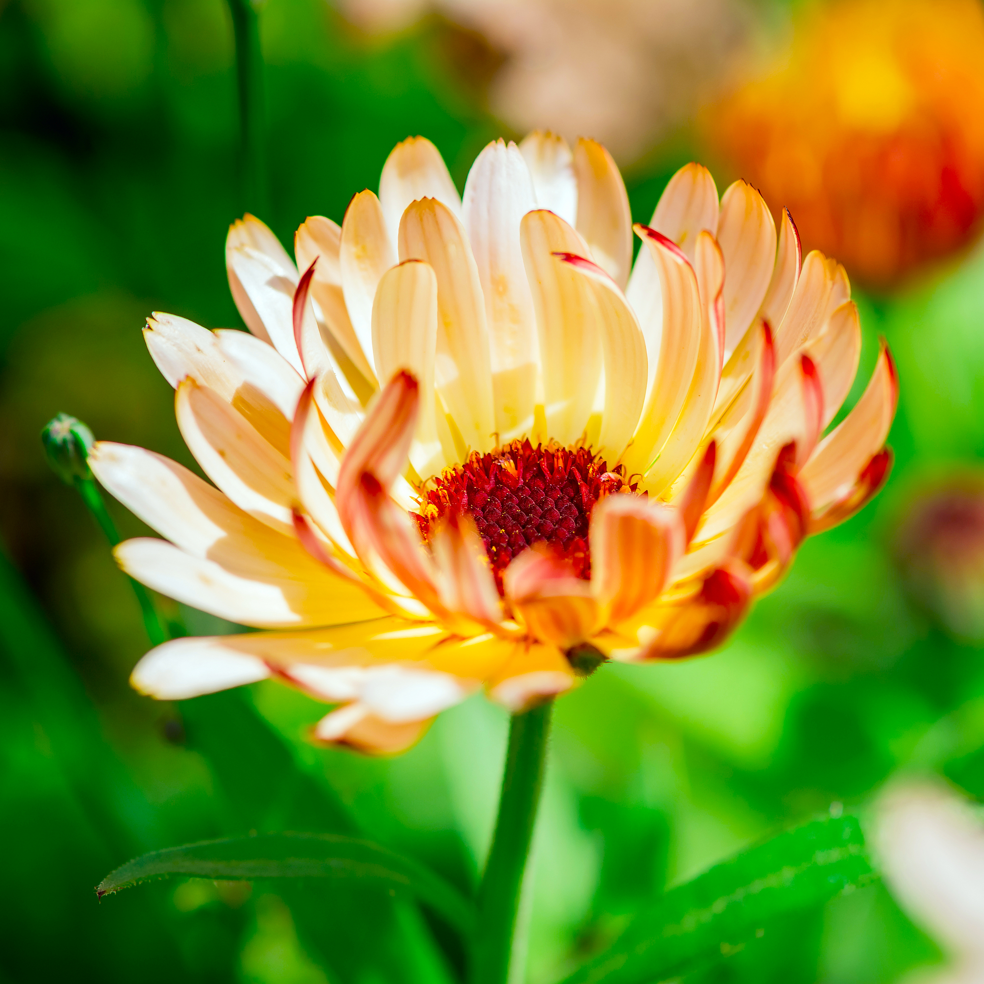 Calendula flower or pot marigold growing in a garden